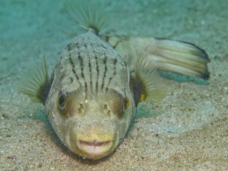 Boxfish, Sabang Wreck